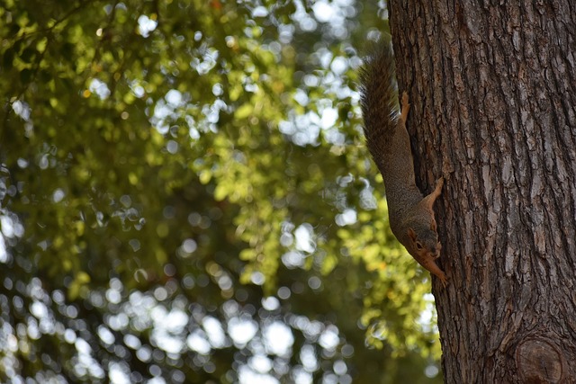 火箭展现出 火箭展现出