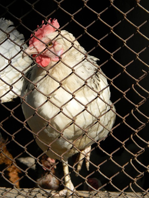 登貝萊將接受手術或缺陣三個月.